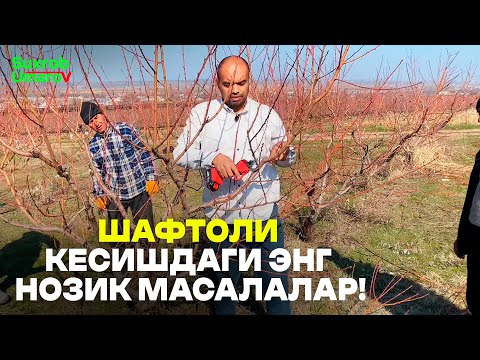 Видео: Шафтоли кесишдан олдин ўзингизга бу саволни беринг!
