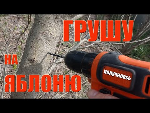 Видео: ✿ПРИВИВКА ДРЕЛЬЮ✿ ЯБЛОНЮ НА ГРУШУ и НАОБОРОТ