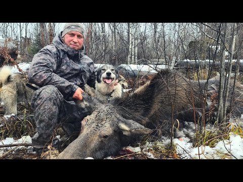 Видео: ОХОТА на ЛОСЯ С ПОДХОДА ! ВСЕ ПОШЛО НЕ ТАК! 1 серия