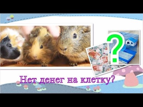 Видео: Что делать, если нет денег на клетку?
