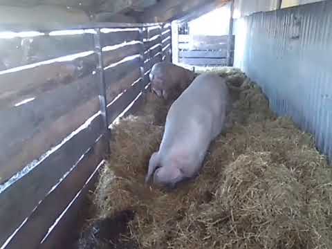 Видео: Содержание свиней. Глубокая подстилка