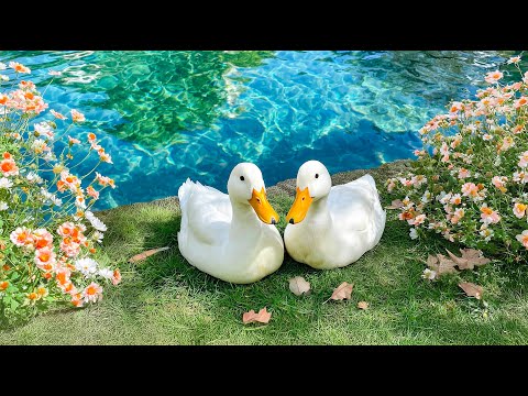 Видео: Нежная любовь у озера 💕 Спокойная фортепианная музыка для расслабления и внутреннего спокойствия ...