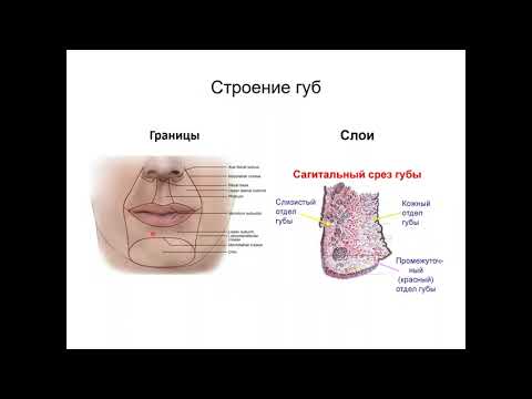 Видео: Ротовая полость