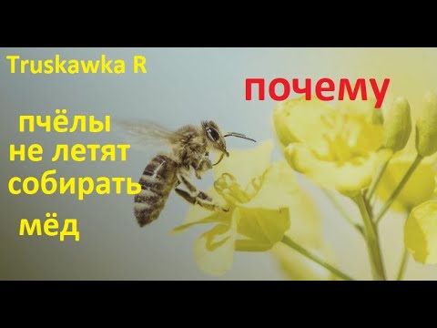 Видео: #Пчёлы. Причины почему пасека, не хочет собирать мёд из акации. Какие причины,  и что делать.