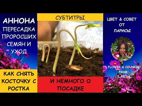 Видео: АННОНА КАК  ВЫРАСТИТЬ  ДОМА ЧАСТЬ 2 ПЕРЕСАДКА | Гуанабана как вырастить из косточки