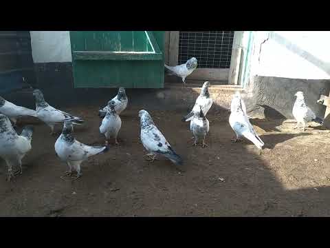Видео: Пакистанские голуби! Ответы на вопросы