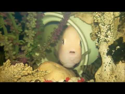 Видео: Цихлиды мальки. От икринки до взрослой рыбки.