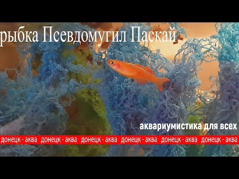 Видео: рыбка Псевдомугил Паскай, содержание и разведение, аквариумистика для всех