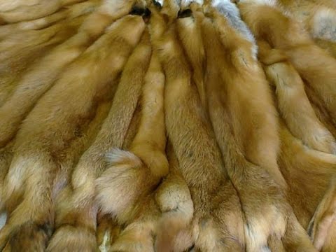 Видео: ВЫДЕЛКА ШКУРЫ ЛИСЫ ЧАСТЬ 10 (разбивка мездры)