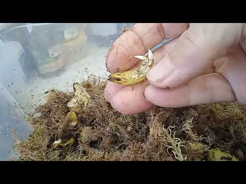 Видео: ЧЕШУЙКИ  ЛИЛИИ  МАРТАГОНОВ  ЧЕРЕЗ  39  ДНЕЙ! 