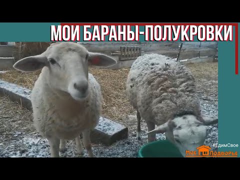 Видео: #ЛюблюБаранов. Мясная порода овец. "Мое Подворье"