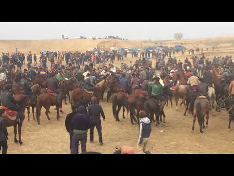 Видео: Жомбой кузигузар