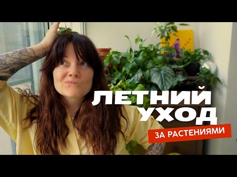 Видео: Уход за комнатными растениями летом: как поливать, содержать, к чему готовиться
