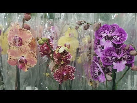 Видео: Лемана Про:ПОТРЯСАЮЩИЙ привоз ОРХИДЕЙ!03.11.25,Самара, ТЦ Космопорт, ул.Дыбенко, 30. 