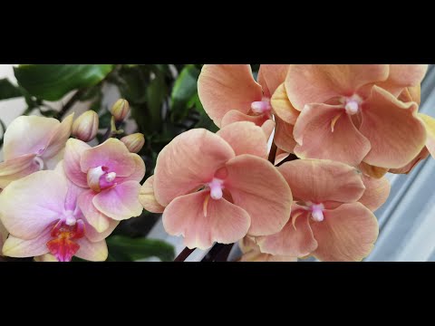 Видео: Орхидеи сбросят бутоны и цветы | Стоят парят химикатами | Что применяю | Что исключаю Отвечу всем.