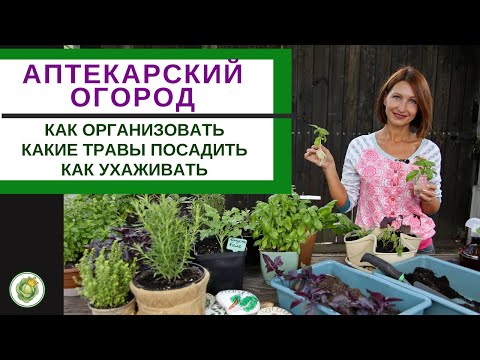 Видео: АПТЕКАРСКИЙ САД - какие пряные и лекарственные травы посадить//как ухаживать