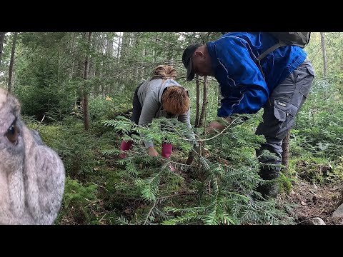 Видео: УФФ…ОЦЕ ГРИБАЛКА! Оце я розумію! Нікуди стати ГРИБИ СКРІЗЬ!