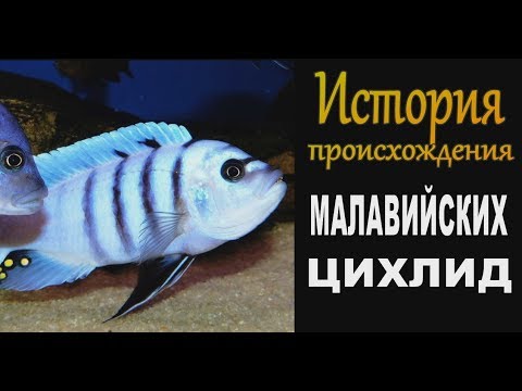 Видео: Цихлиды Малави ЧАСТЬ 1 История происхождения