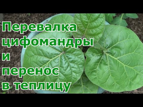 Видео: Перевалка рассады цифомандры (томатного дерева) в больший объем и переезд в теплицу до осени.