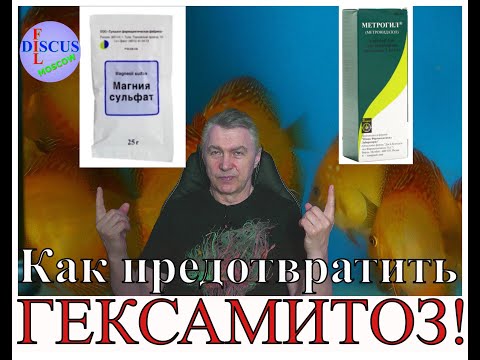 Видео: Дискусы, как предотвратить гексамитоз! Discus, how to prevent hexamitosis!