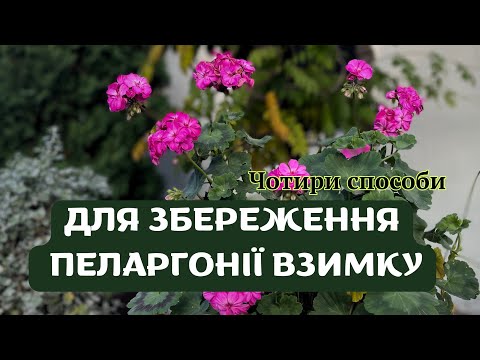 Видео: ЗБЕРЕЖЕННЯ ПЕЛАРГОНІЙ ВЗИМКУ🌸//ЛЕГКЕ РОЗМНОЖЕННЯ #квітидлясаду #квіти  #герань  #пеларгонии