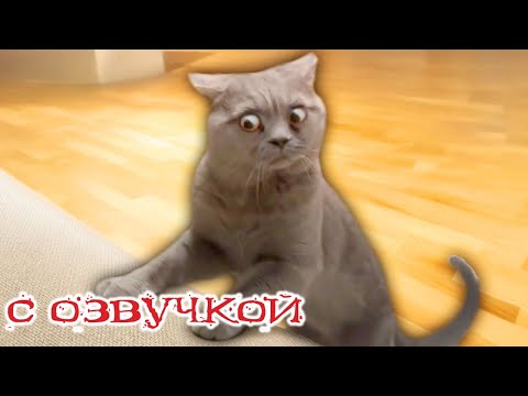 Видео: Приколы с котами! Смешные коты! С ОЗВУЧКОЙ! СМЕШНЫЕ ЖИВОТНЫЕ 2024! УГАР!