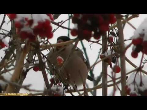 Видео: Калина красная,калина горькая - Игорь Слуцкий