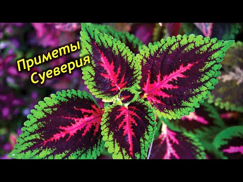 Видео: Колеус – приметы и суеверия. Можно ли держать колеус в доме?