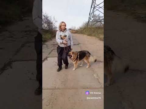 Видео: Восторженная Герда #выходнапрогулку #собака #языктела #зоопсихология #о_чем_говорят_собаки