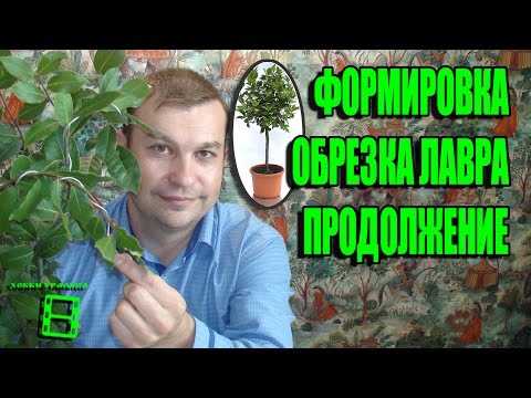 Видео: ФОРМИРОВКА ЛАВРА ПРОДОЛЖЕНИЕ. ПРАВИЛА ОБРЕЗКИ БЛАГОРОДНОГО ЛАВРА. ЭКЗОТИКА НА ПОДОКОННИКЕ