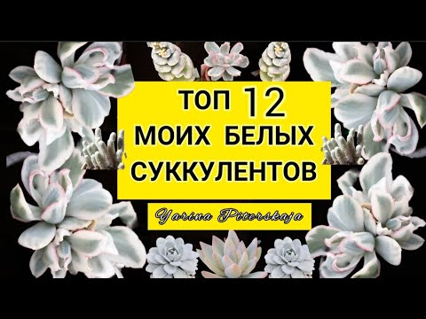 Видео: Топ 12 моих белых суккулентов.