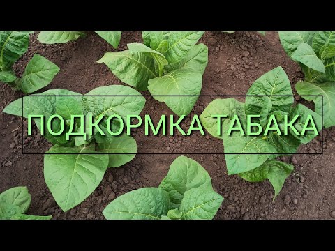 Видео: 20. Подкормка табака