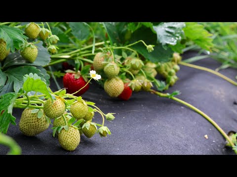 Видео: Полуниця на Продаж ягодою в 2025.Вигідно чи ні?