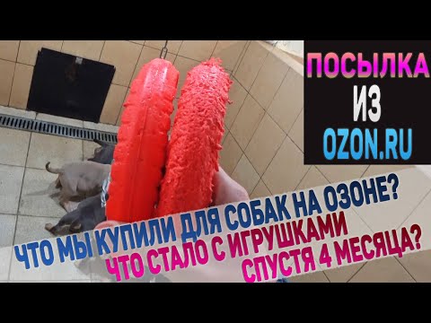 Видео: Что мы купили собакам в магазине Ozon? Шампунь, Ошейники, игрушки Kong, Doglike, Petstages. Лайна