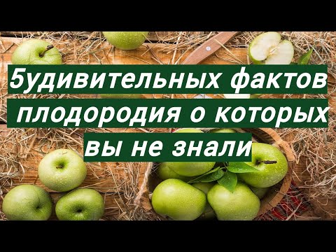 Видео: Райское плодородие земли в синей бочке с БАРМАТУХОЙ №406/24