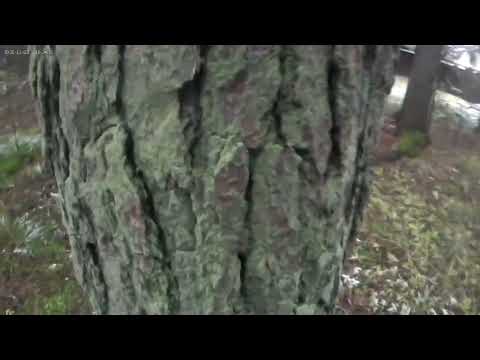 Видео: Гуляю в лесу у нас наступила зима выпал снег снимаю в лесу 