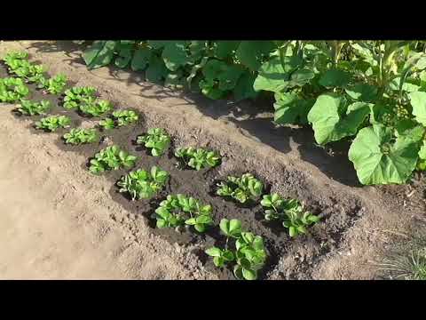 Видео: Как делаю планировку моего участка на каждый сезон