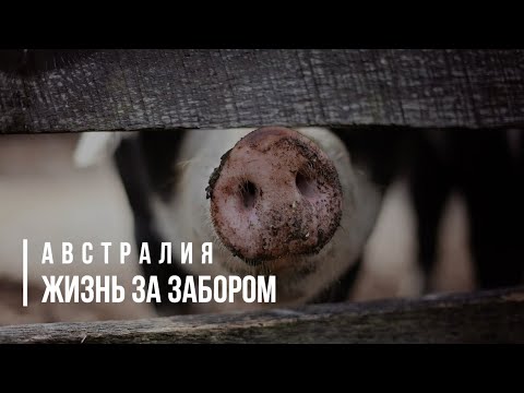 Видео: Австралия.  Жизнь за забором