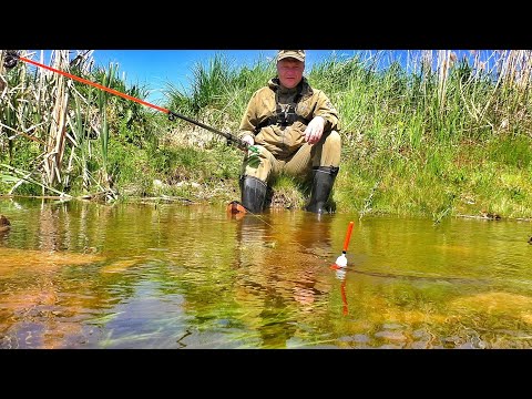 Видео: РУЧЕЙ ПО КОЛЕНО КИПИТ РЫБОЙ!!! САЗАН, КАРАСЬ, ЩУКА ХОДЯТ ПОД НОГАМИ!!! Рыбалка на поплавок.