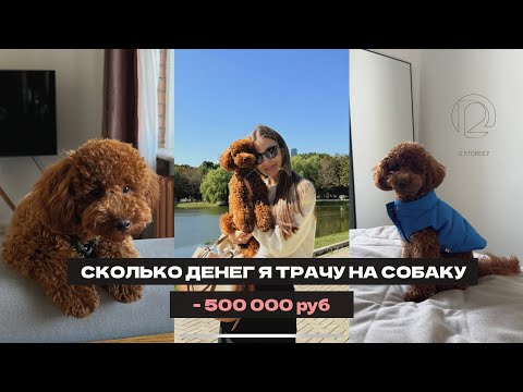 Видео: Сколько денег я трачу на собаку |Что я купила для той пуделя | Сколько стоит содержать пуделя