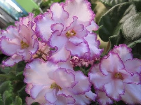 Видео: КАК ПОСАДИТЬ ЛИСТ ФИАЛКИ. КРАТКО ВСЕ СПОСОБЫ В ОДНОМ ВИДЕО