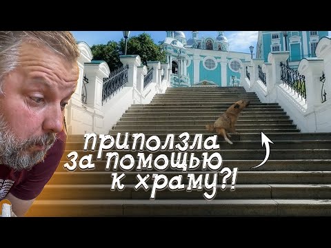 Видео: Собака ,что около церкви искала помощи у людей...