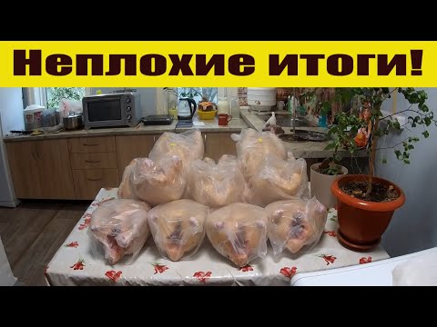 Видео: 250 кг вкусного мяса и результаты по переросшим бройлерам, сбыт и содержание! Деревенские будни!