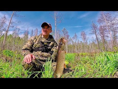 Видео: Охренеть РЫБАЛКА!!! За три часа намолотили щук! Ловля щуки на ЖИВЦА и воблер!
