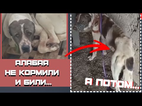 Видео: Кости виднелись сквозь кожу!  Спасение алабая...