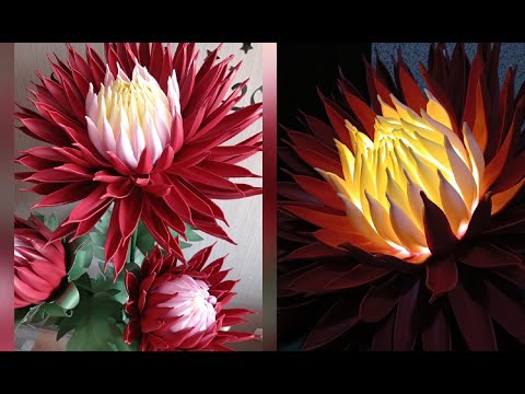 Видео: Хризантема... или Георгин😁🙈))) часть 1