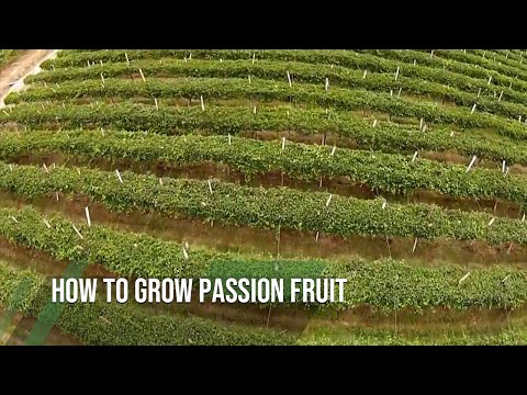 Видео: Как вырастить маракуйю