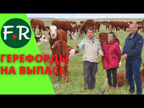 Видео: Герефорды. Коровы и телята на пастбище. Круговая система орошения полей. Бердиевский элеватор Агро.