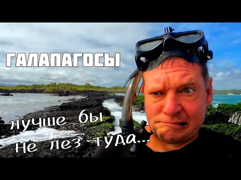 Видео: ГАЛАПАГОСЫ! Акул больше чем людей..