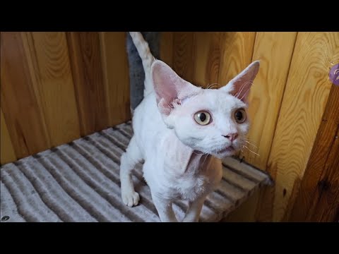 Видео: Распродажа!!! Папина любовь к детям❤️